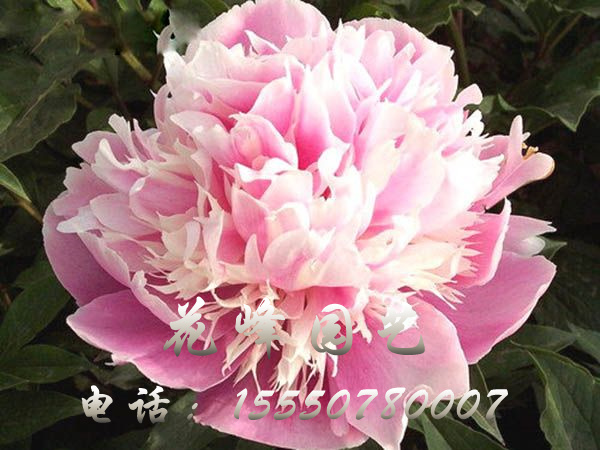 雛鵝展翅