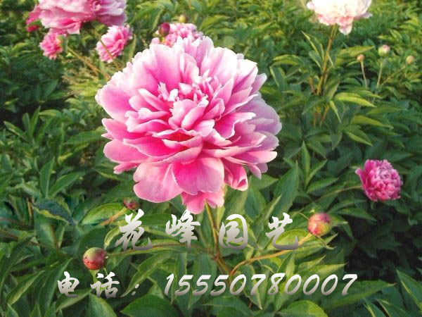 紅花露霜