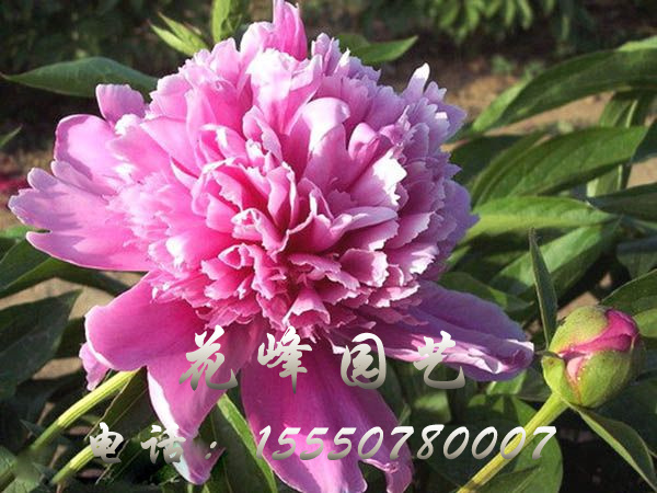 蘭菊