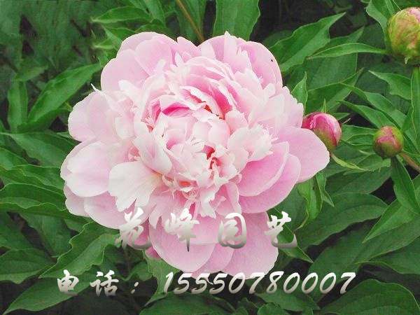 奇麗