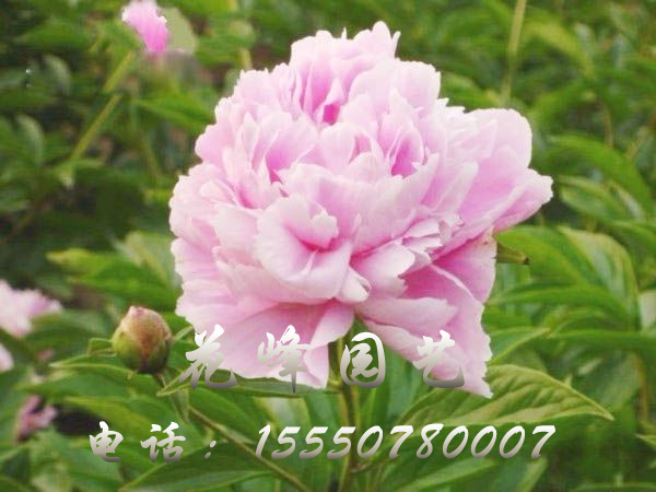 桃花飛雪