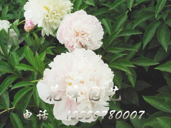 萬(wàn)花粉