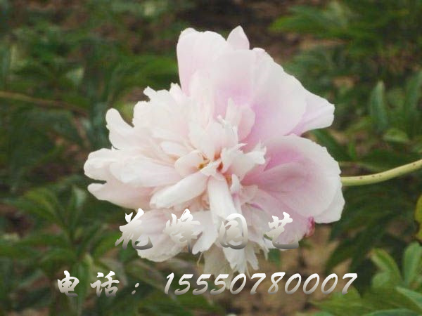 西施粉